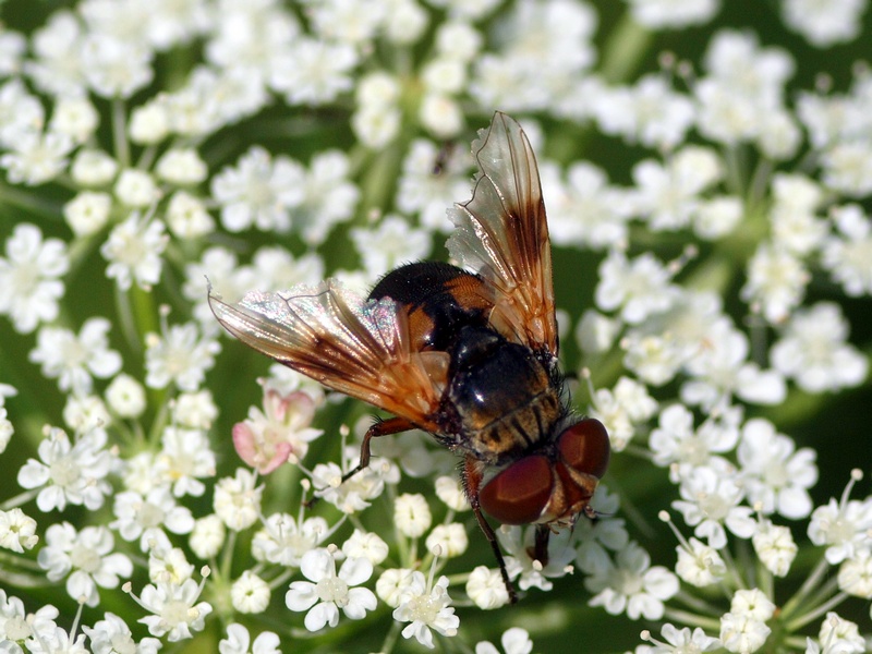 Tachinidae: Ectophasia cf. crassipennis